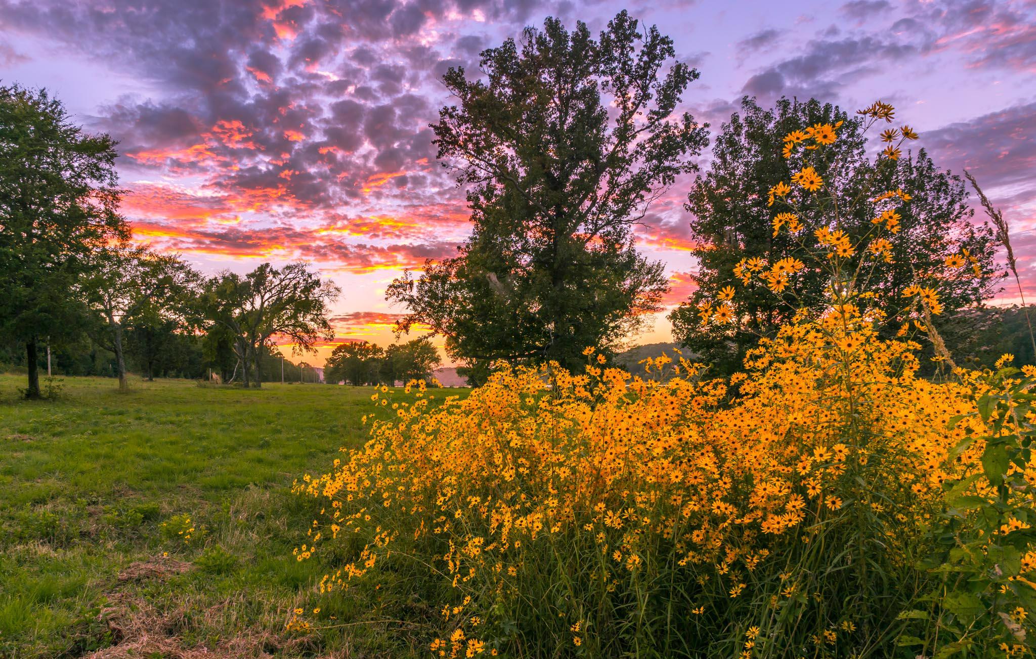 Yellow flowers at sunset