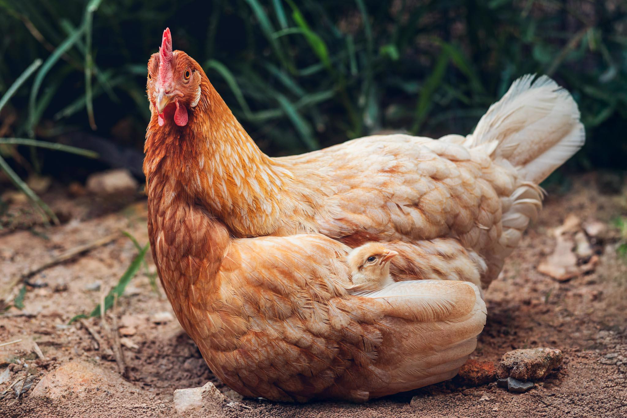 Chicken and chick nestled near grass