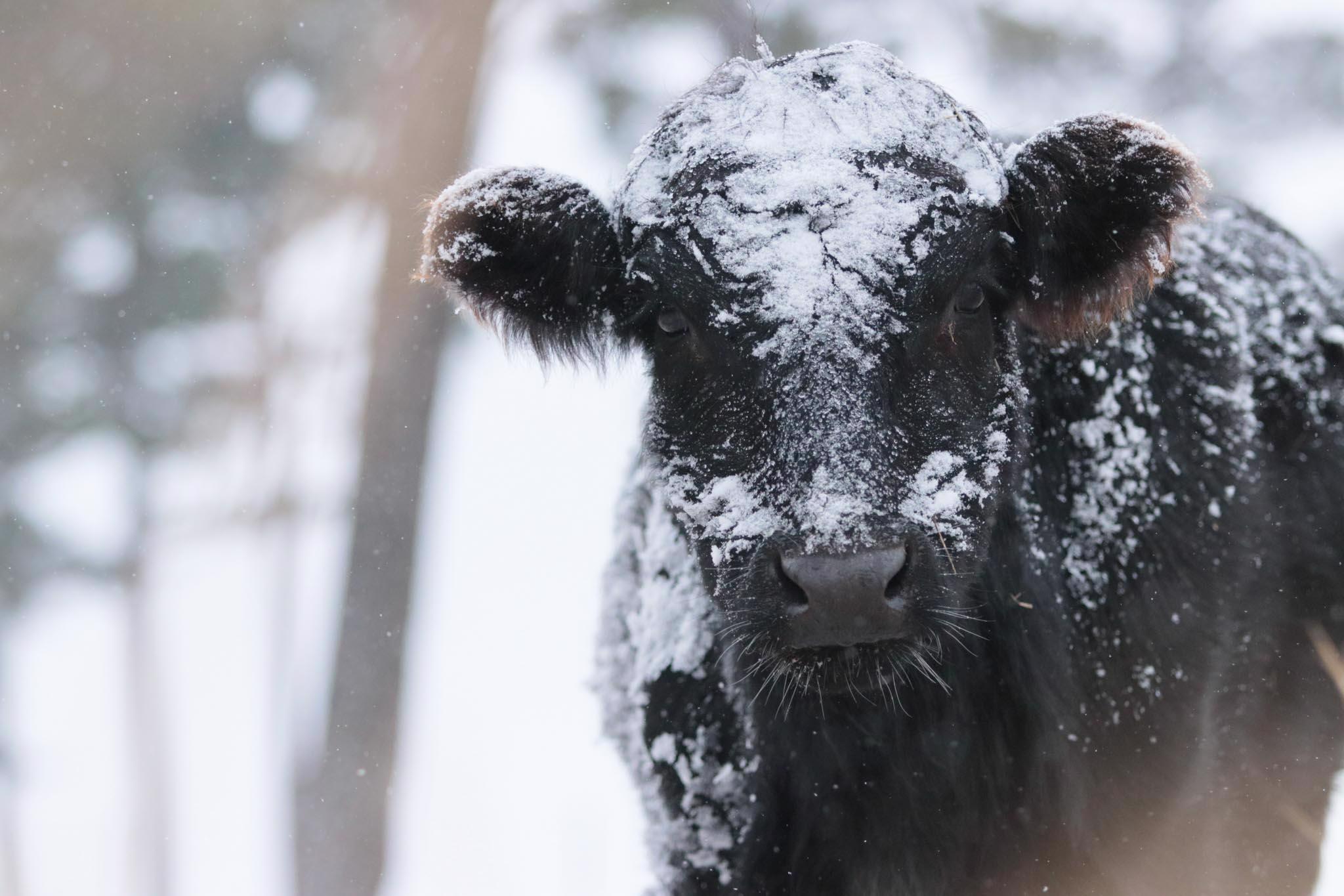 Cow covered in snow