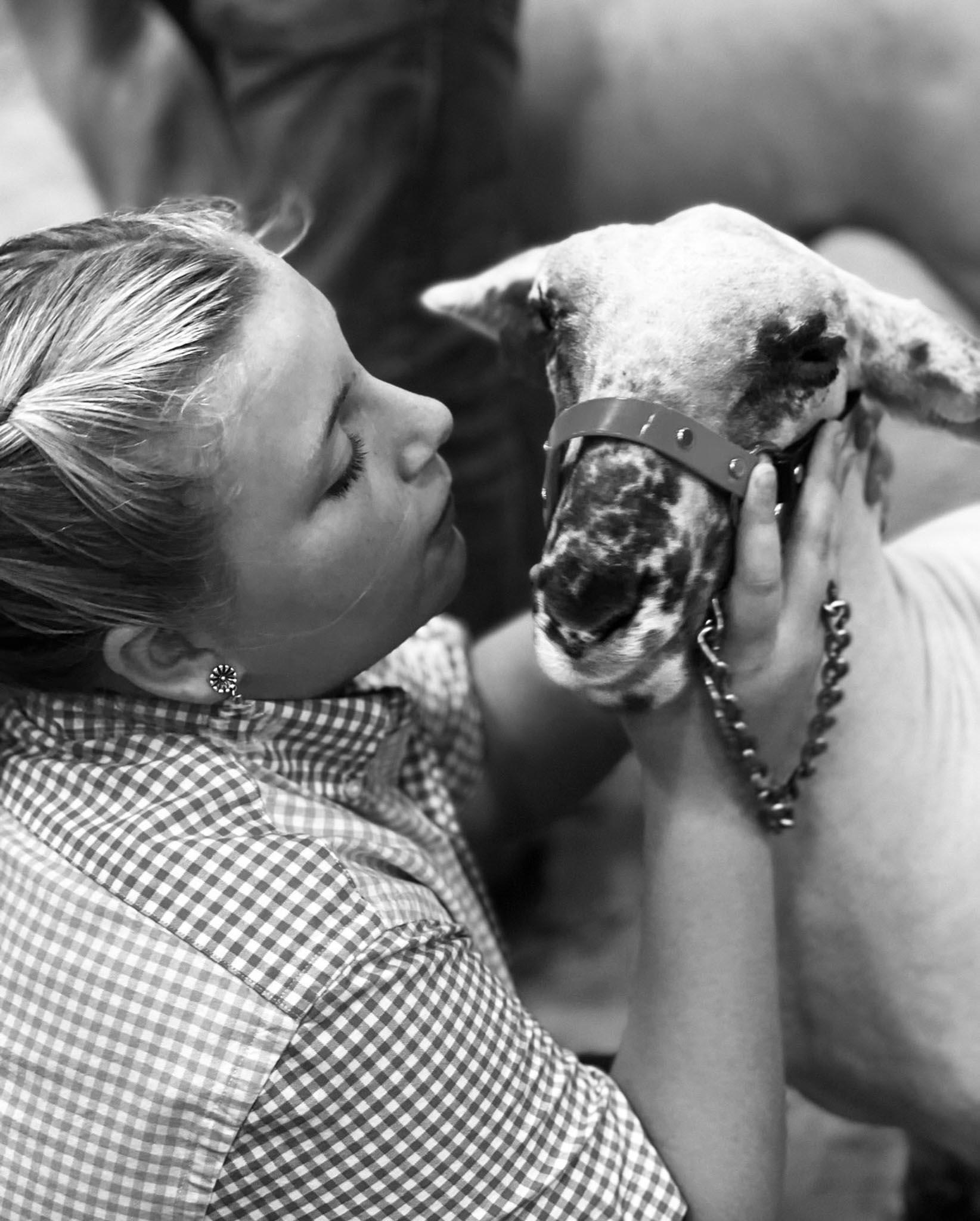Close up of girl with show lamb