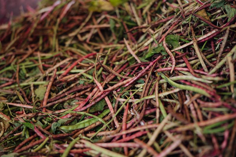 Close up of purple hull peas