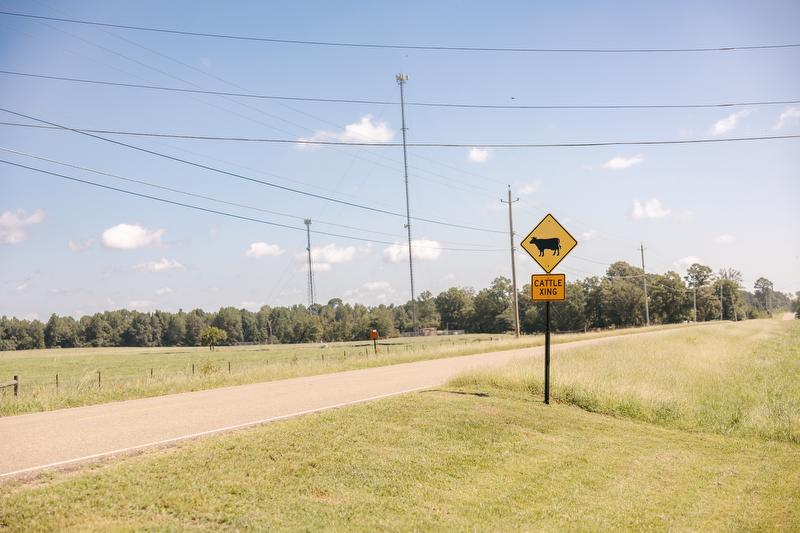 Cattle crossing sign beside highway