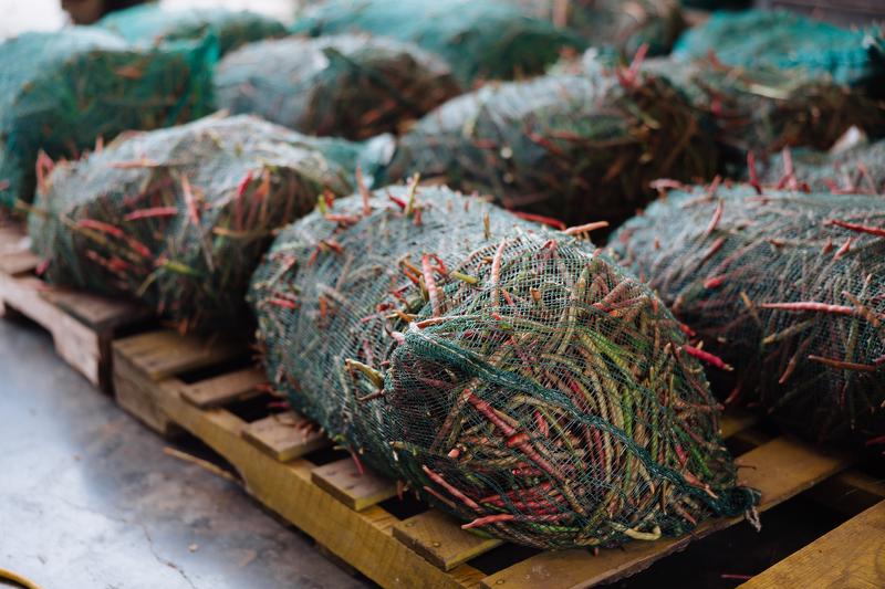 Green mesh bag of purple hull peas