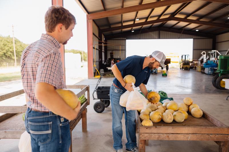 Purchasing cantaloupes from Bradley Sweet Corn & Produce