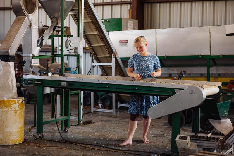 Shelled purple hull peas run along a conveyor belt, where damaged or discolored peas are removed. 