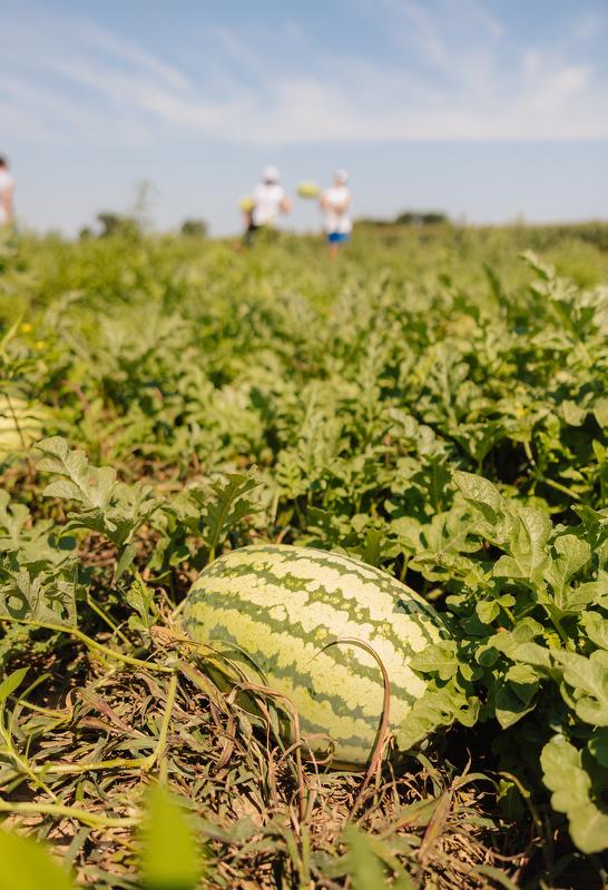 A melon stand ready to be picked on the Koehn family's farm.