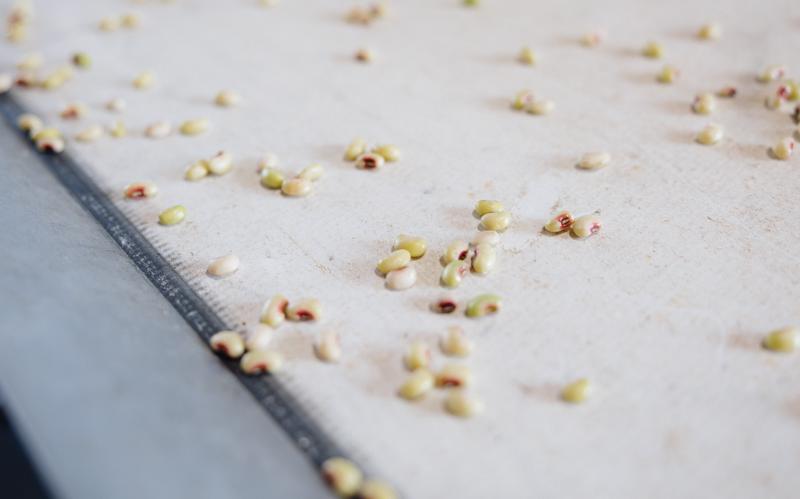 Purple hull peas on conveyor belt