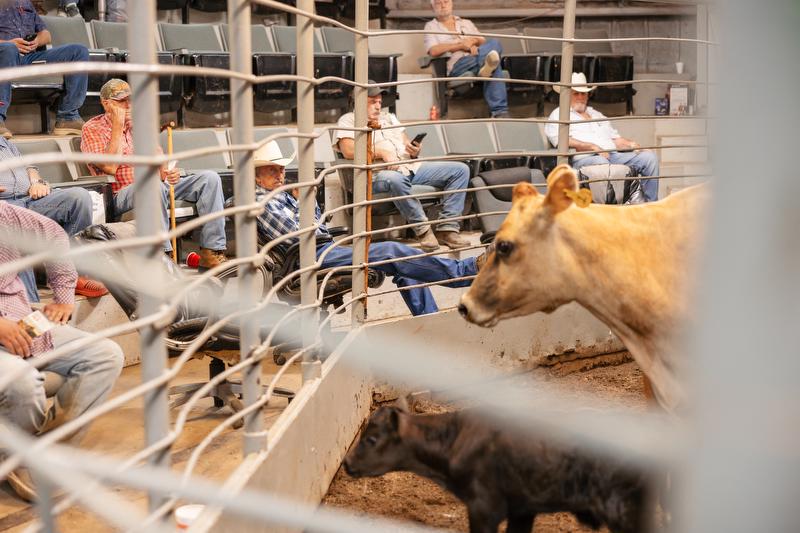 Glen Ford can be found every Thursday at the Hope Livestock Auction’s noon sale.