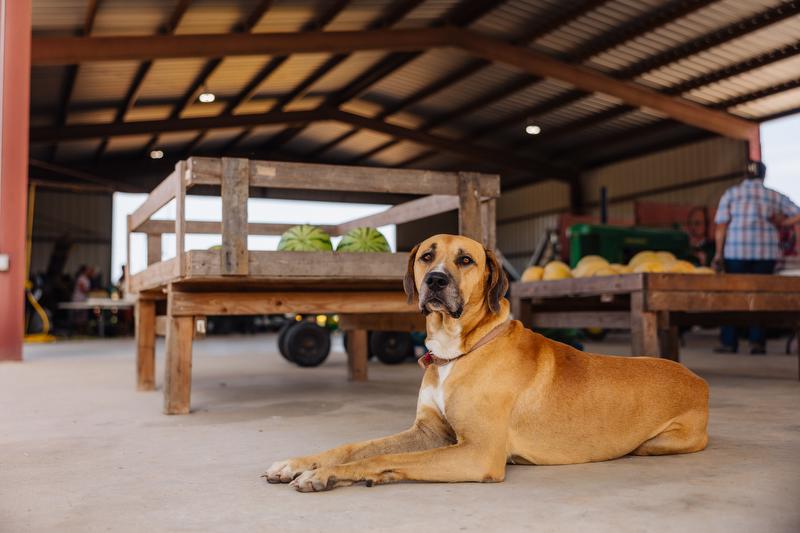 Dog at Bradley Sweet Corn & Produce