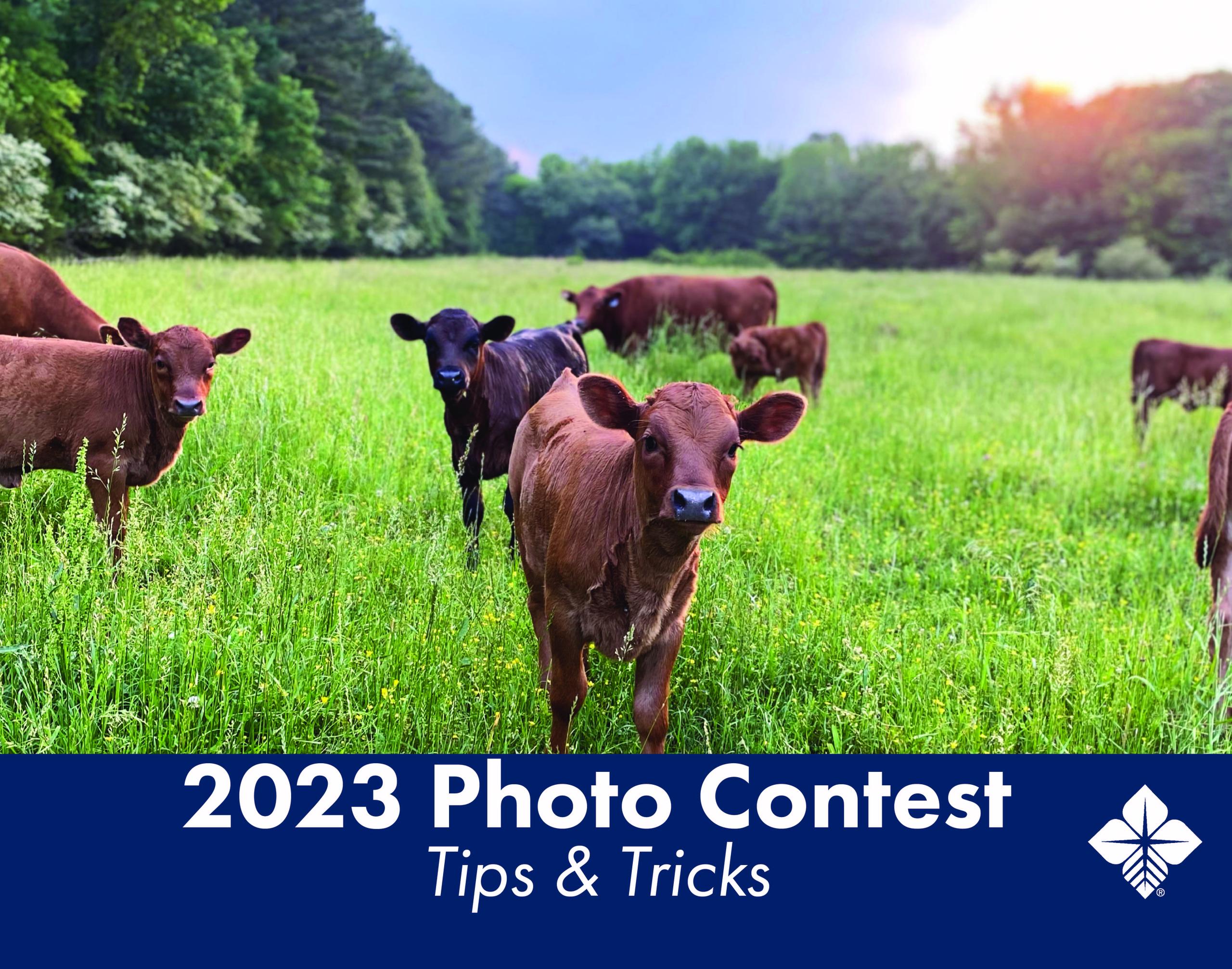 2023 Photo Contest Tips and Tricks