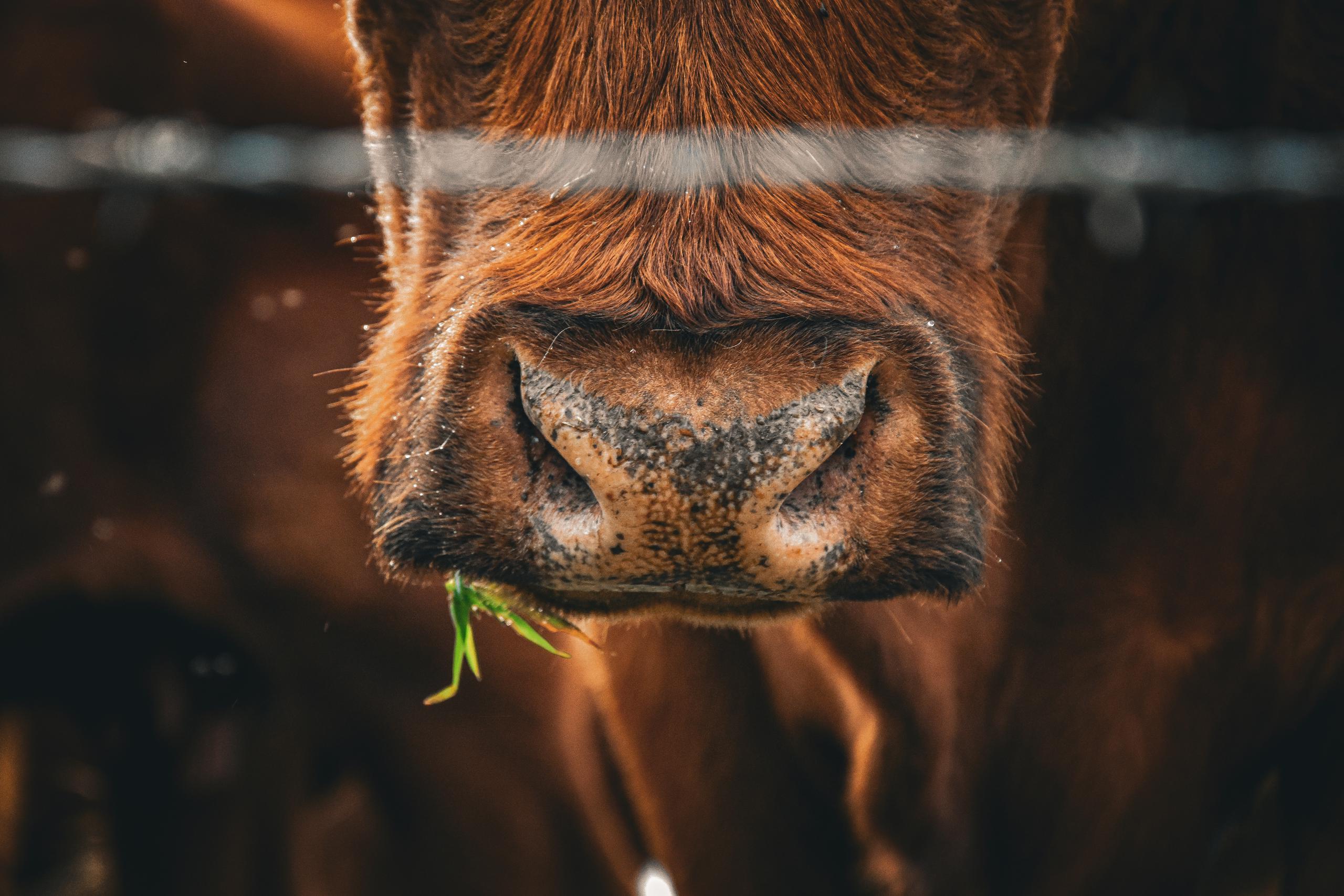 Close up of cow muzzle eating grass