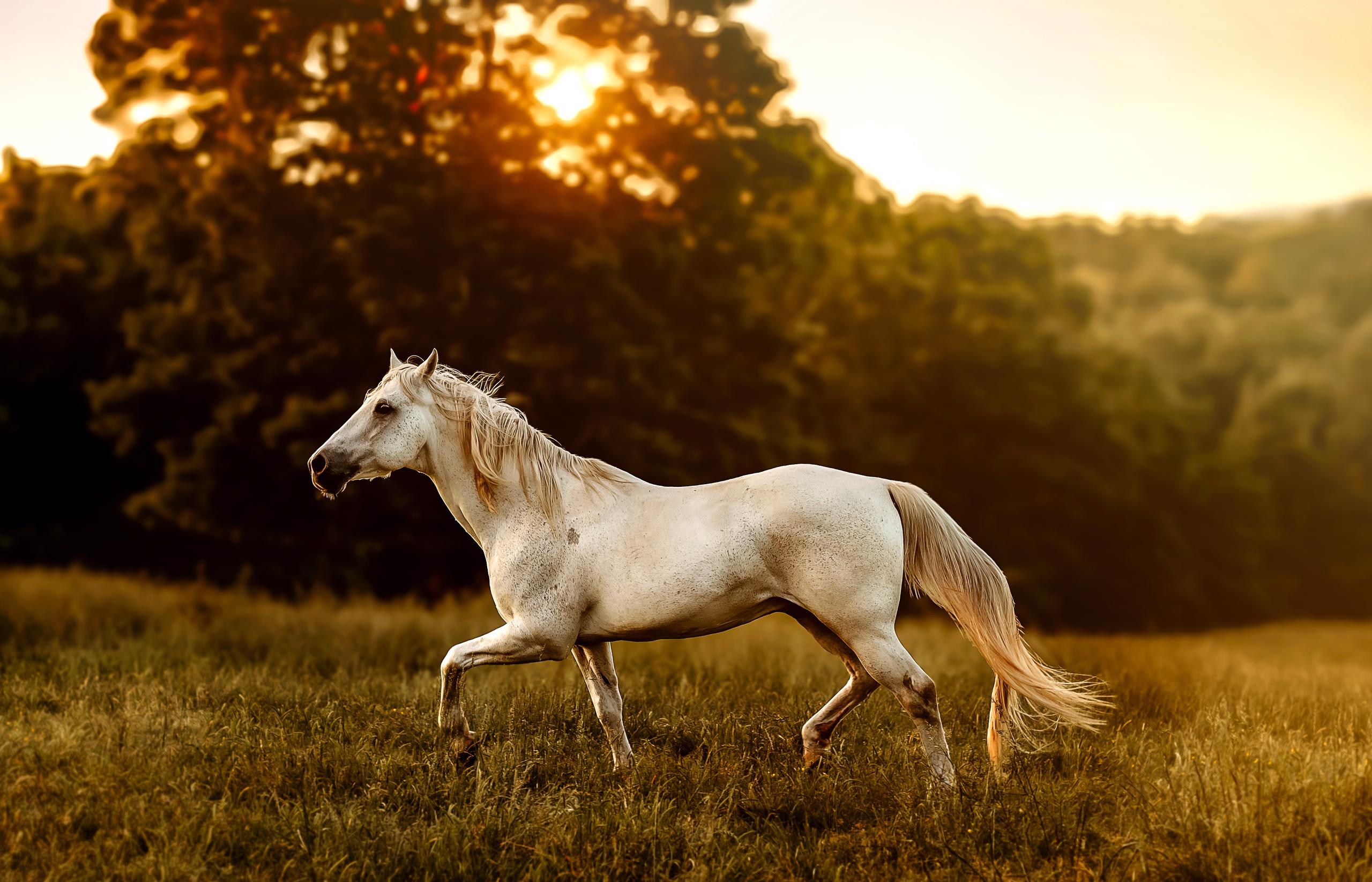 White horse running in field