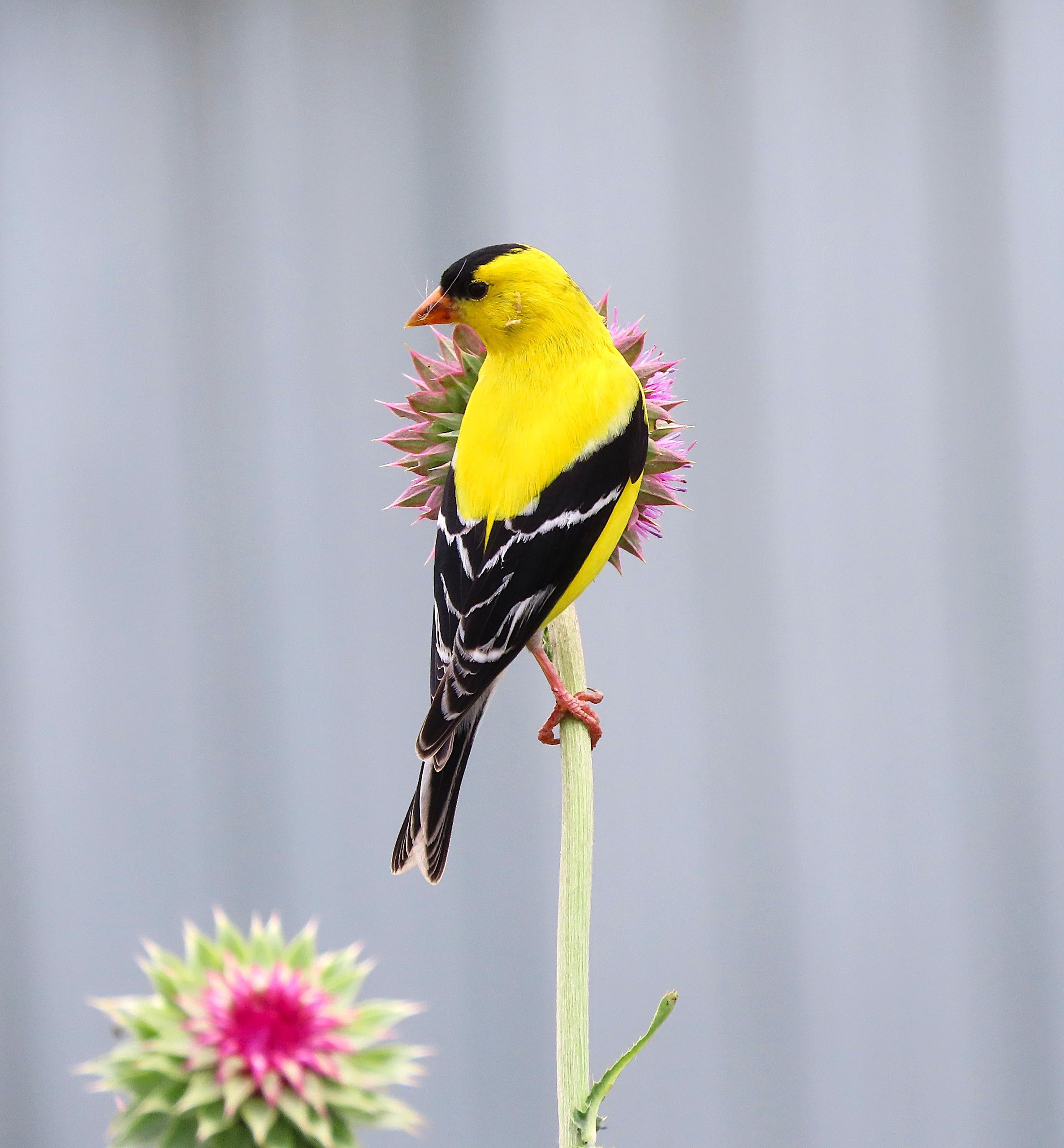 Gold finch perched on stalk of spikey flower