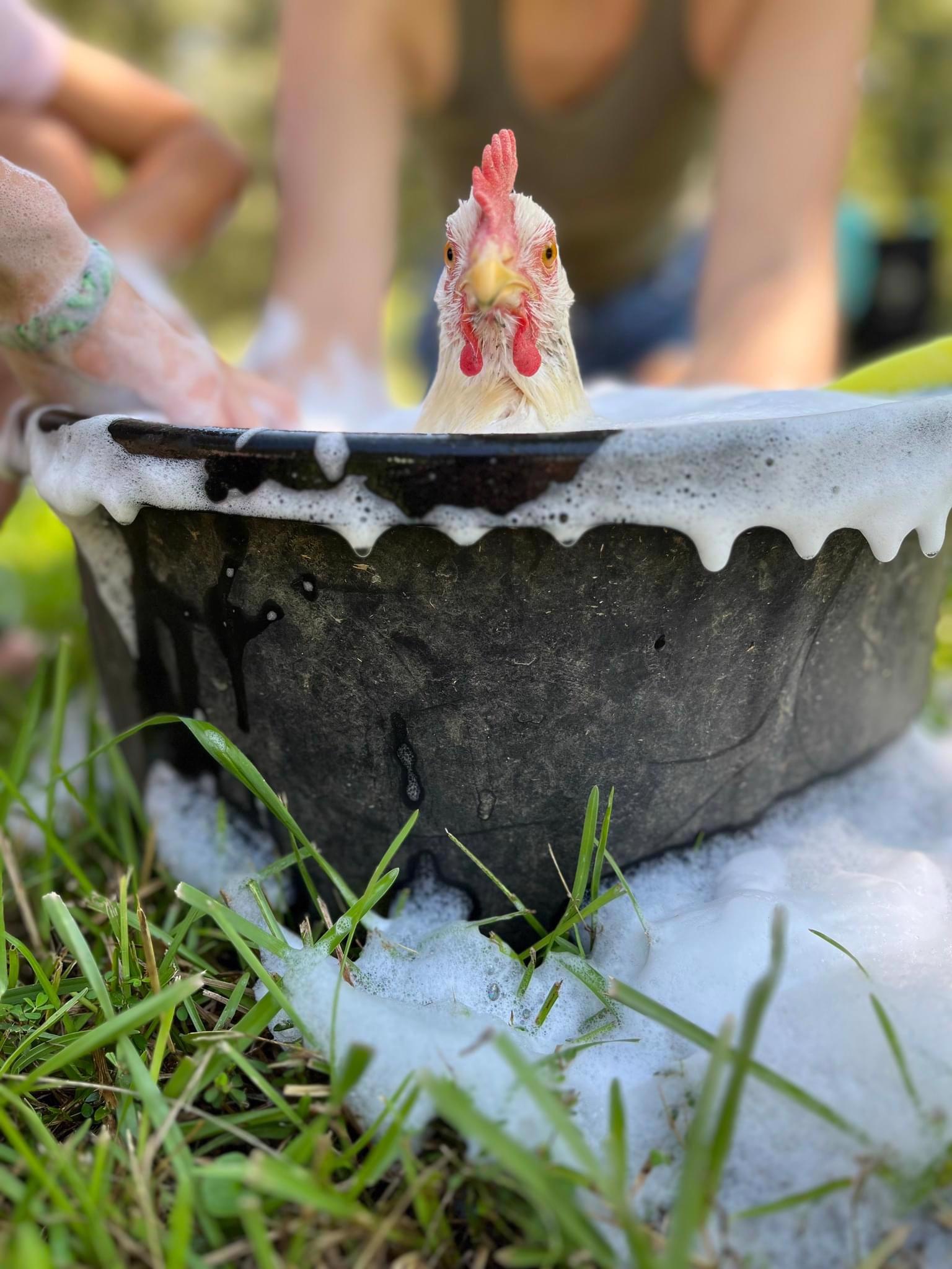 Chicken in a black tub overflowing with sudsy bath water. Hands reach in around the outside.