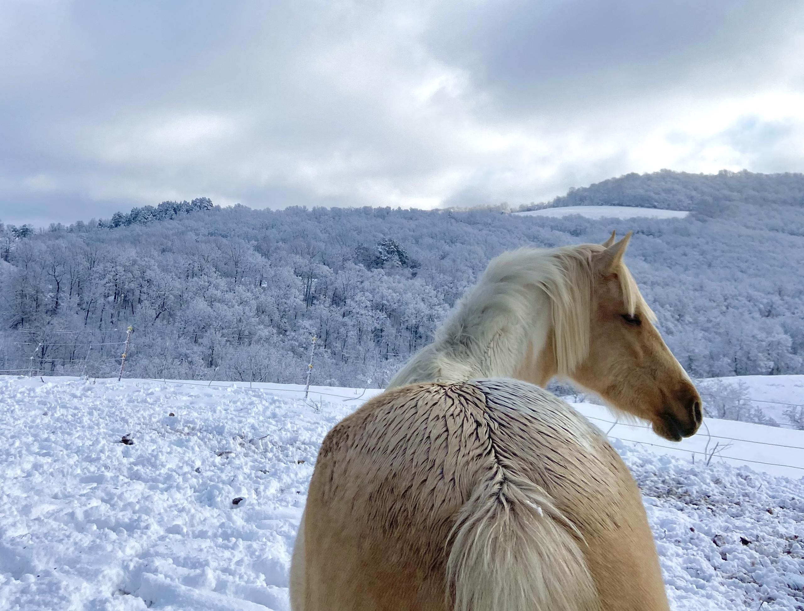 Cream colored horse in snowy landscape.